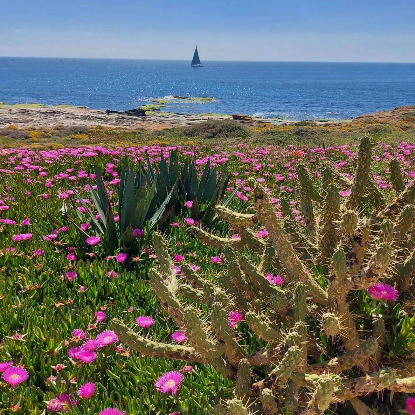 Maravillosa Terraza Con Vistas Al Mar, La Mata Torrevieja Eksteriør billede